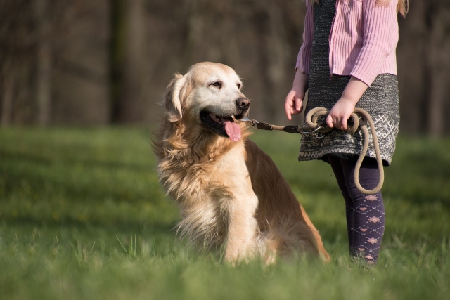 chien en laisse