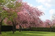 Cerisiers-en-fleurs-au-Parc-Municipal